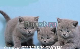 Лиловые, голубые элитные британские котята Москва