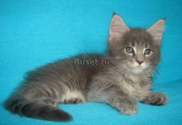 Продаются элитные котята мэйн-кун Владимир