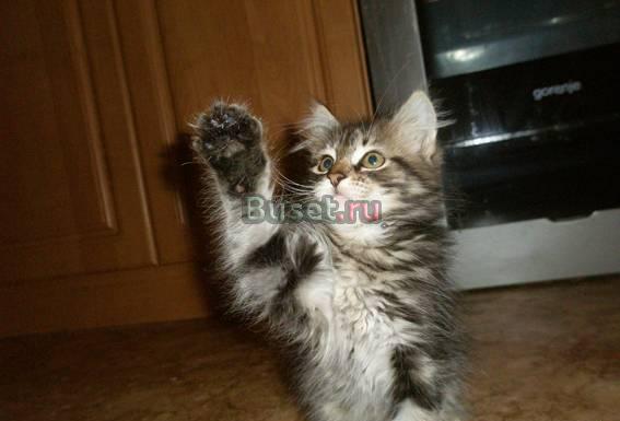 Сибирские котята Красноярск