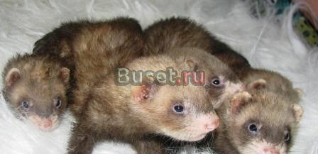 Продаю Саратов