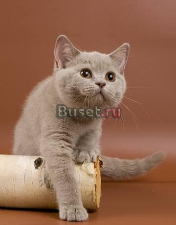 Британский лиловый плюшевый котенок (кошечка) Москва