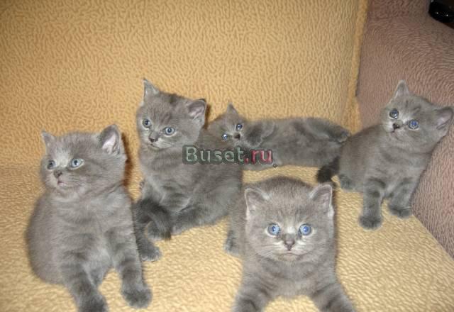 Чистокровные клубные британские котята Шоу класса Москва