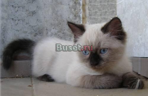 Продажа сибирских, невских маскарадных котят Москва