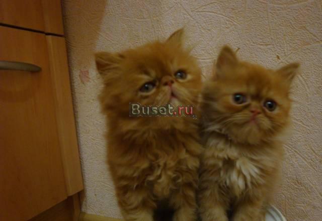 Персидские котята красные Тверь