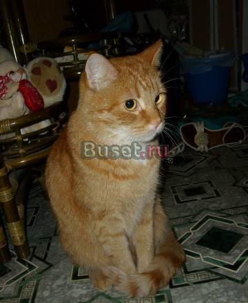 Котик Москва