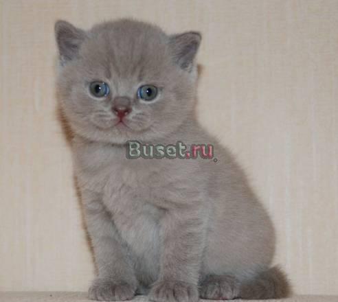 Британские плюшевые котята от родителей шоу класса Великий Новгород