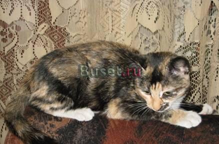 Отдам котёнка, 4 мес Новокузнецк