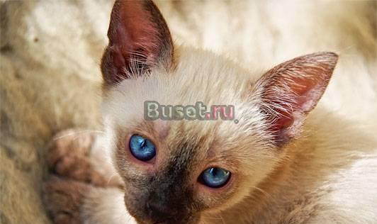 Тайский (старо-сиамский) котенок шоу класса, питом Москва