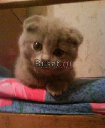 Котята Екатеринбург