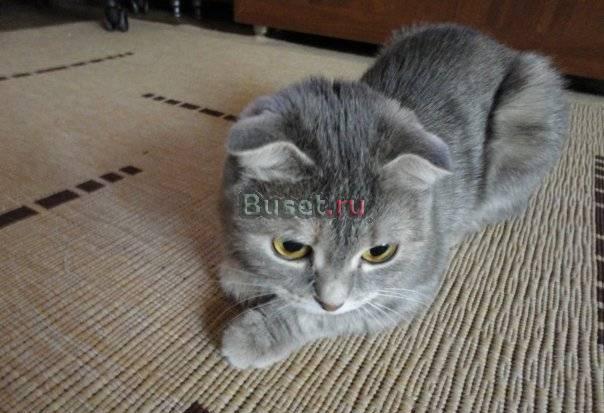 Кошка(скотиш фолд) ищет кота Копейск