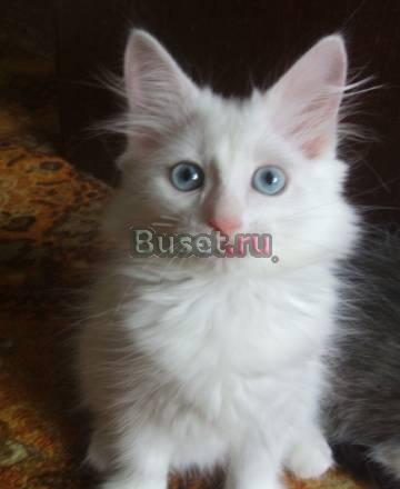 Отдам котят в хорошие руки Екатеринбург