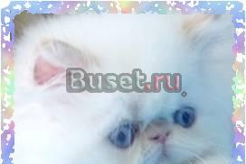 Персидские котята для вас Москва