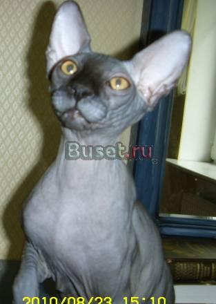 Котенок - котик  4,5 мес Москва