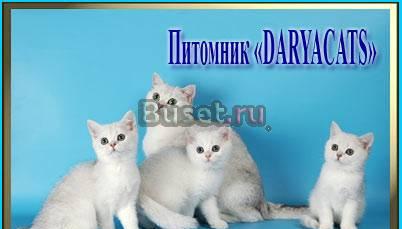Британские котята Санкт-Петербург