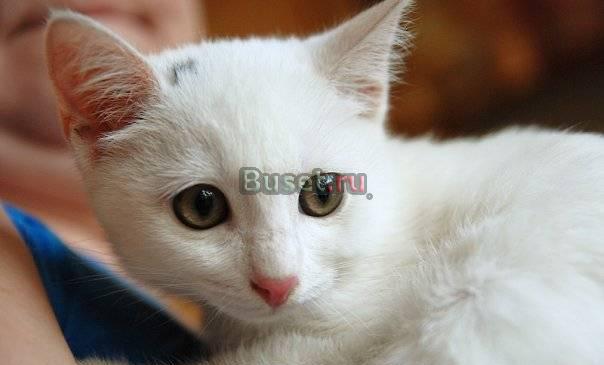 Котёнок Санкт-Петербург