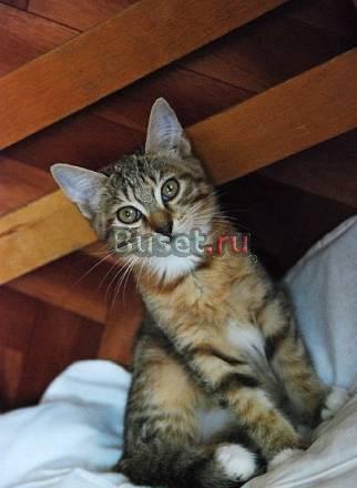 Котёнок Санкт-Петербург
