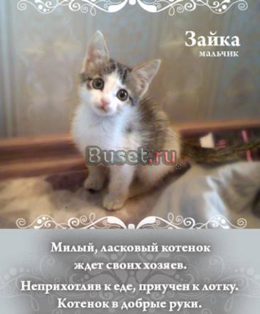 Ласковый котенок ищет хозяина ) Москва