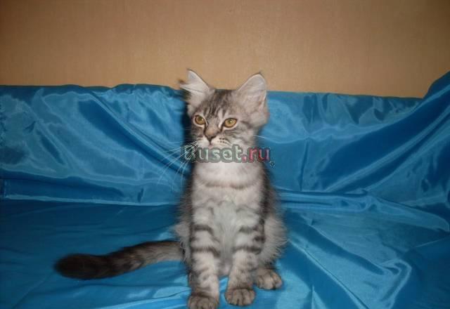 Персидский котик Москва