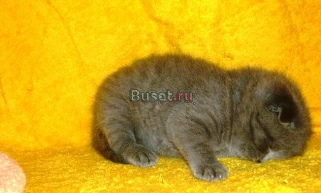 Шотландцы  голубые Москва