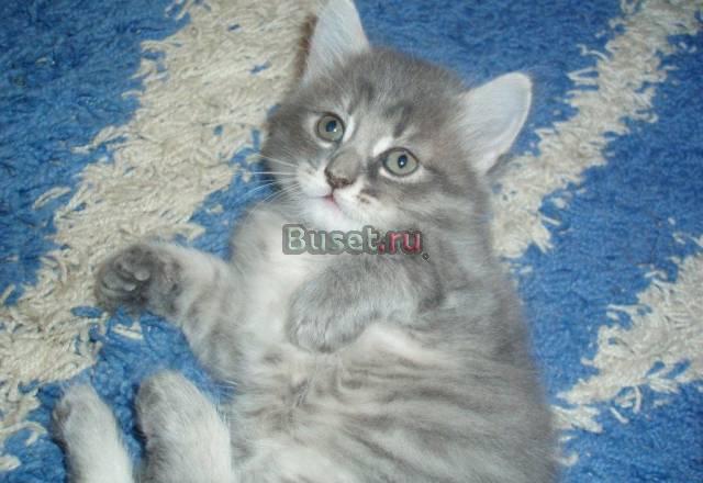 Отдам котят в хорошие руки Москва