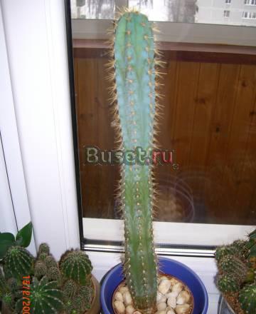 Кактус, оригинальной формы,  Pilosocereus azureus Москва