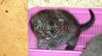Шотландское  хулиганье Москва