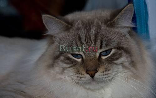 Питомник предлагает котят Москва