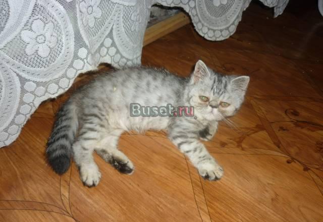 Отдам Персидского котенка в добрые руки Химки