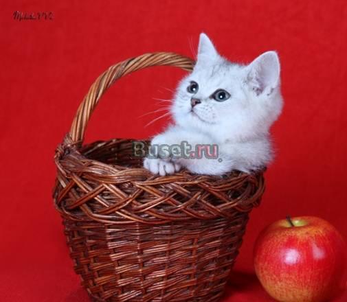 Неметящие британские котята Москва