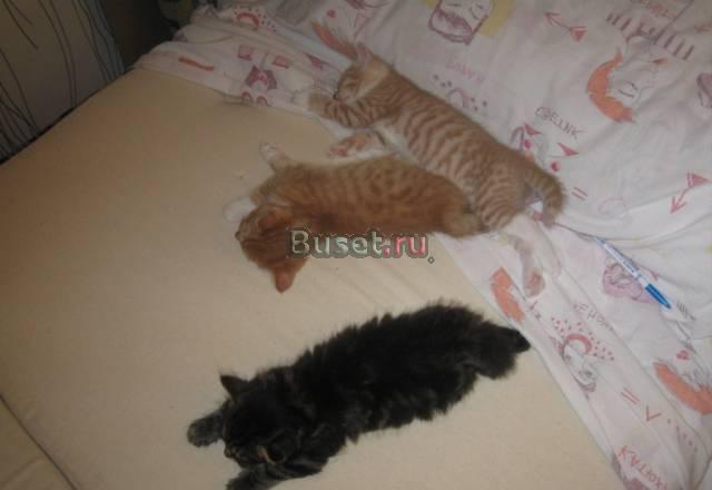 Котята курильского бобтейла Новосибирск