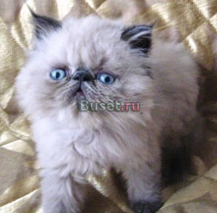 Котята блю и сил-поинты персидские Санкт-Петербург