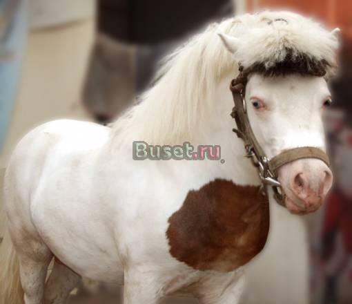 Продам гнедо-пегого пони с голубыми глазами Москва