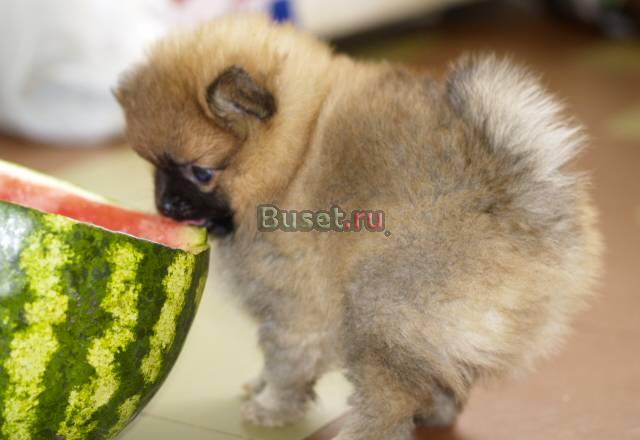 Шпиц-щенки, мини девочки Москва