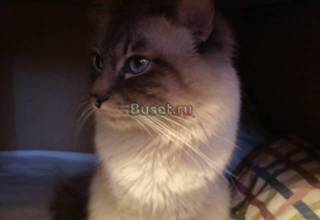 Вязка с котом редкой породы Москва