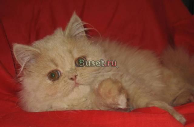 Персидский котенок Москва