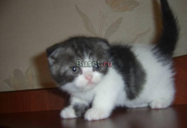Скоттиш фолд и скоттиш страйт Москва