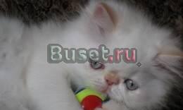 Персы гималайские с голубыми глазами (колор-пойнты Москва