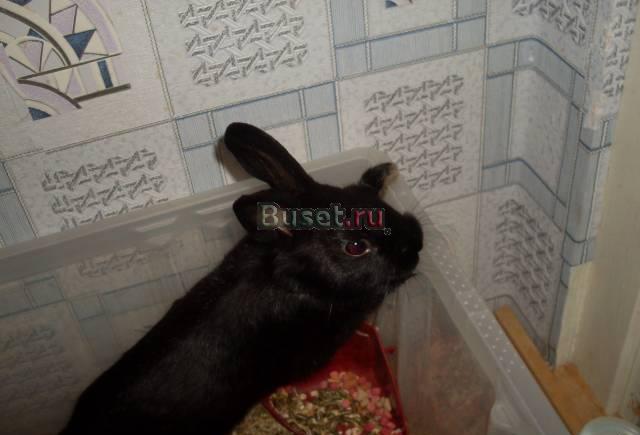Карликовый кролик + клетка Санкт-Петербург