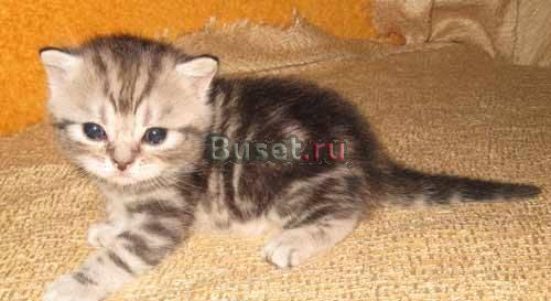 Британские  мраморные котята Саратов