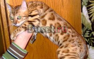 Бенгальские котята шоу класса Москва