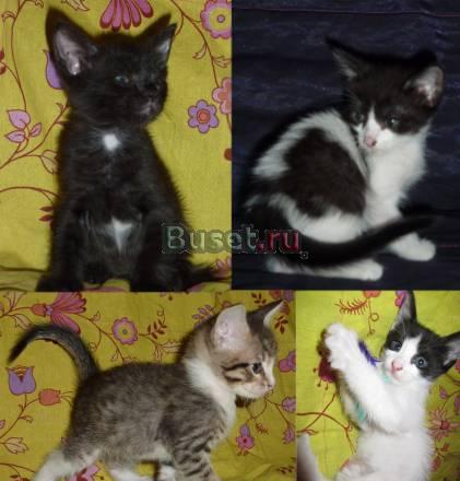 Отдадим котят в добрые руки Москва