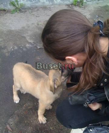 Отдам щенка в хорошие руки Калининград