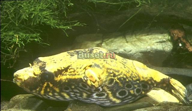 Куплю тетродона (Tetraodon suvattii.) Санкт-Петербург