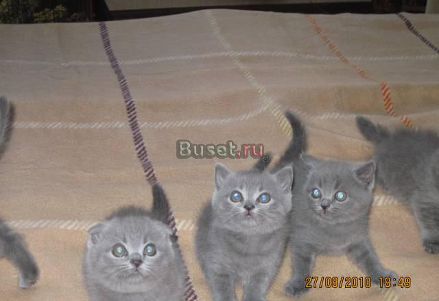 Котята Москва