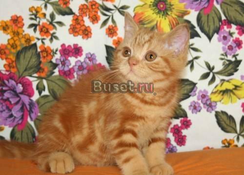 Британский короткошерстный  котик 2,5 мес Москва