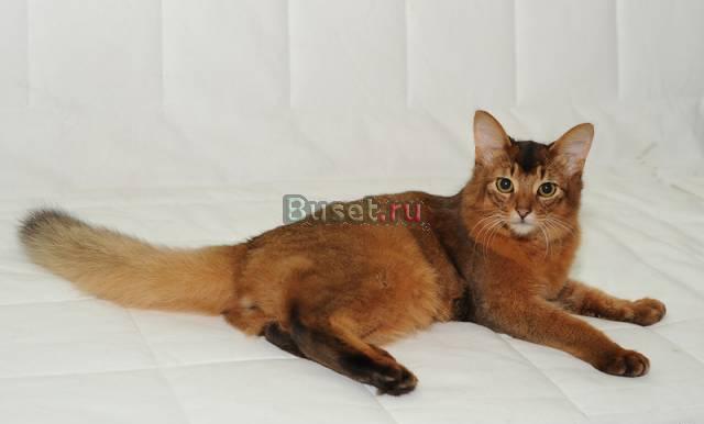 Сомалийский котенок Санкт-Петербург
