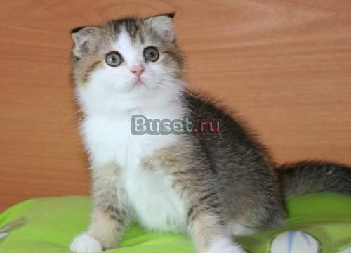 Шотландский вислоухий котик 3,5 мес Москва