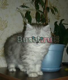 Персидский котйнок шиншилла не экзот мальчик Москва