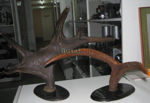 Рога Санкт-Петербург