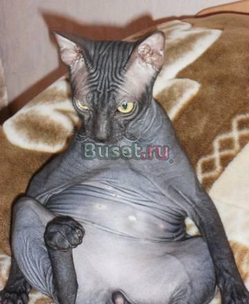 Кот донской сфинкс ищет кошку для вязки Красноярск